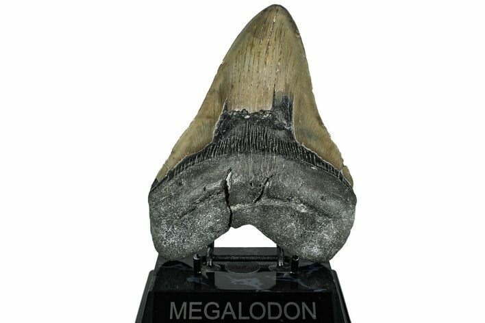 Huge, Fossil Megalodon Tooth - North Carolina #319918